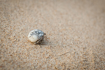 Hermit crab on sand beach in Thailand.