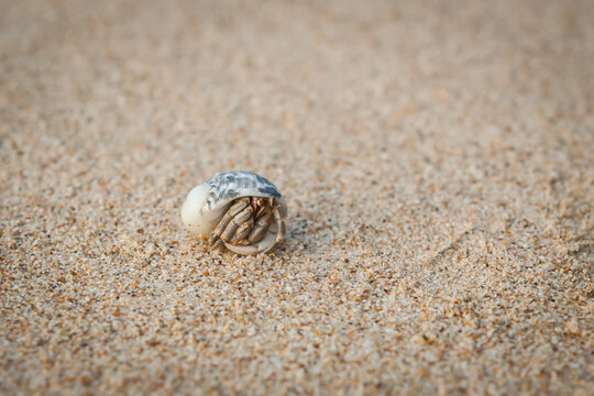 Hermit crab on sand beach .