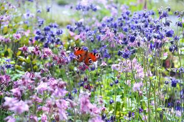 Schmetterling 1100 © K.-U. Häßler