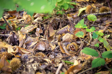 Closeup of Chestnuts inside the Hedgehog on the Ground Among Leaves in Autumn