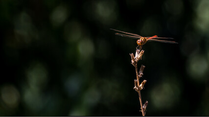 red dragonfly on a branch