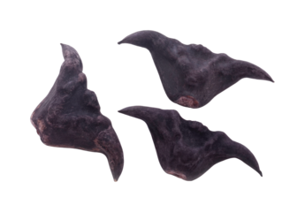 View of black water caltrop water chestnuts shaped like bats transparent png