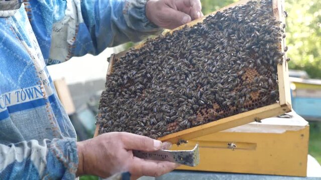 The beekeeper inspects the bee frames, removing them from the hive. Beekeeping and honey production.