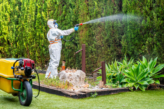 Exterminator spraying insecticide with equipment on plants in garden
