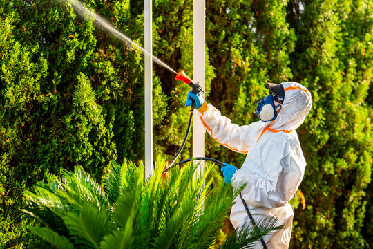 Exterminator spraying insecticide on plants