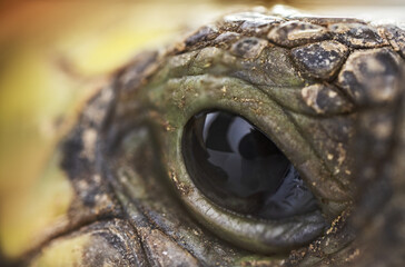 Close up macro shot of a turtle eye