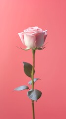 White rose flower copy space blurred background. AI Generated