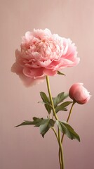 Peony flower copy space blurred background. AI Generated