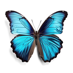 Blue vivid butterfly isolated on transparent background