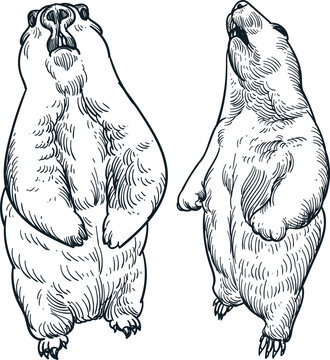 Vintage hand drawn sketch marmots