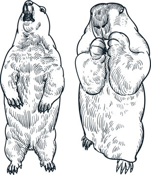 Vintage hand drawn sketch marmots
