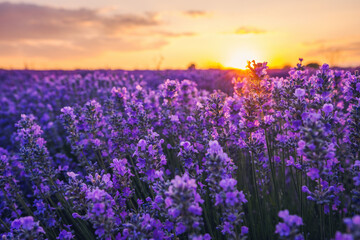 Fototapeta na wymiar Lavender flower in the field