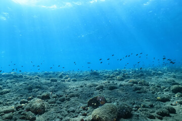 Fototapeta premium texture ocean floor background underwater surface