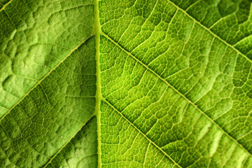 Fototapeta na wymiar texture green leaf macro abstract background nature