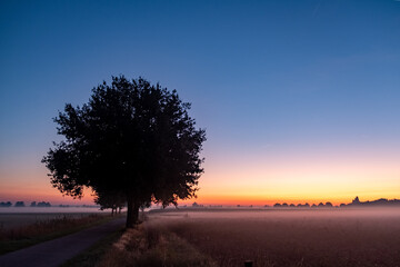 Lonely tree on an autumn hill. Silhouette of a tree without leaves on a grass hill against a clear sunset sky in magenta cold tones. High quality photo