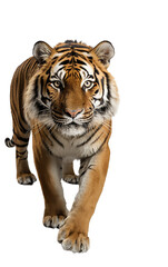 bengal tiger 