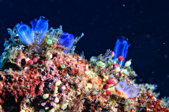 ascidia underwater wildlife animal tropical sea