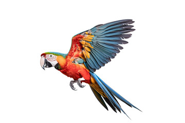 macaw flying with its wings spread