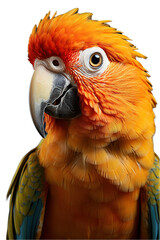 nice colorful parrot seen up close