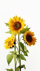 Fototapeta premium Sun flower helianthus copy space blurred background. AI Generated
