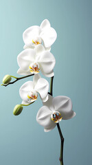 Fototapeta na wymiar White orchid flower story background, generative AI