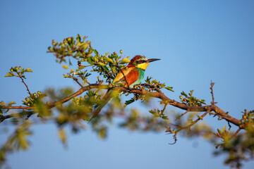 Bee-eater color bird standing on a blooming tree branch