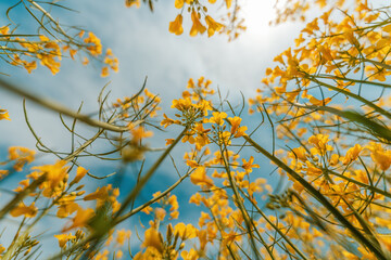 Rapeseed crops with blooming yellow flowers in spring on a sunny day