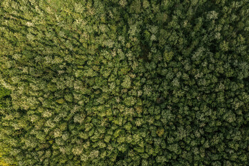 Lush green deciduous tree woodland and forest landscape aerial view from drone pov