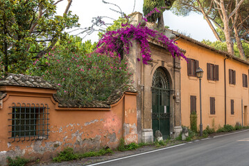 Facade fence with a green bushes and flower