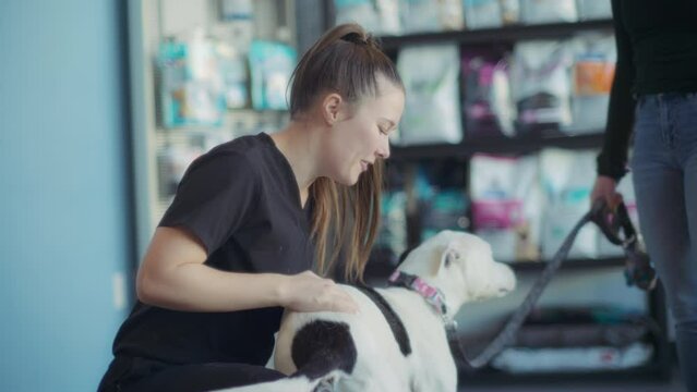 A vet nurse greeting a black and white dog in the vet clinic. Slow motion. 