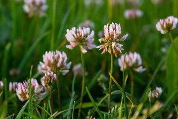 White clover flowers. Fabaceae perennial plants. April-July is the flowering season, and it is also a feed, green manure and nectar plant