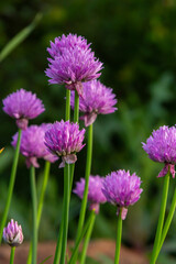 Close up view of emerging purple buds and blossoms on edible chives plants allium schoenoprasum