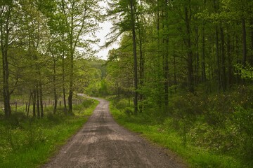 Trail through tall trees in a green woods. Spring forest road landscape. Wilderness background