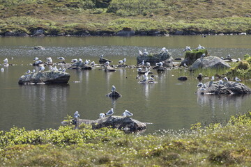 randonnée à Sto dans les Vesteralen, Norvège