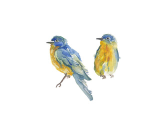 watercolor illustration of birds blue and yellow colors