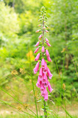 Flower of Digitalis purpurea (foxglove or common foxglove)