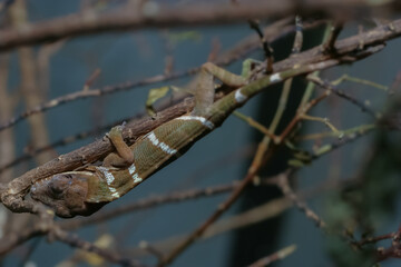 Juvenile Green Anole Lizard upside down climbing and changing color from green to brown with dark died tree. This animal can change the color of its skin to camouflage to blend in with the habitat.