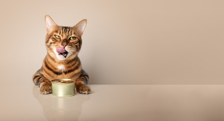 Licking cat with a can of canned food on a colored background. - obrazy, fototapety, plakaty