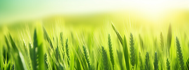 green wheat sprouts top blurred background panorama eco banner. Generative AI - obrazy, fototapety, plakaty