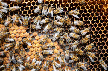 Close up of bees in beehive on honeycomb. Macro photo of working bees on honeycombs. Beekeeping and honey production. Top view