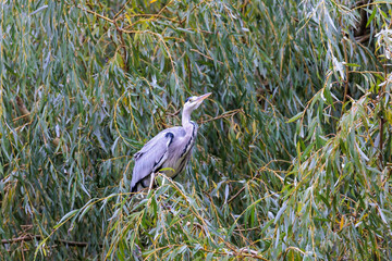 Naklejka premium A gray heron sits in the rain on the branch of a weeping willow tree