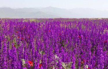Fototapeta na wymiar Blooming fields of Armenia on a sunny spring day