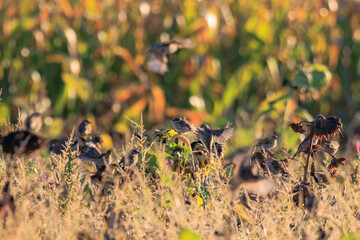 Sparrows forage on a faded sunflower with many seeds in a sunflower field