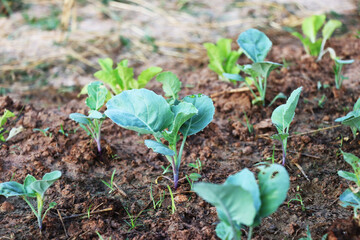 Kale grown in the vegetable garden in organic agriculture. Greens are grown for vegetarian food.