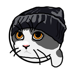 cat