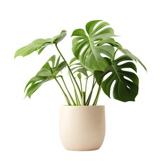 Monstera plant in ceramic pot isolated