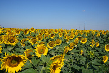 Obraz premium sunflowers in the field