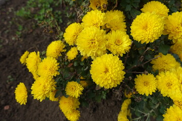 Garden Chrysanthemums with bright yellow flowers in November