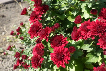 Beginning of florescence of red Chrysanthemums in October