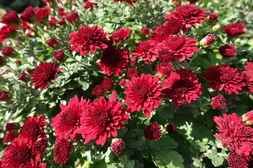 Bright red flowers of Chrysanthemums in October